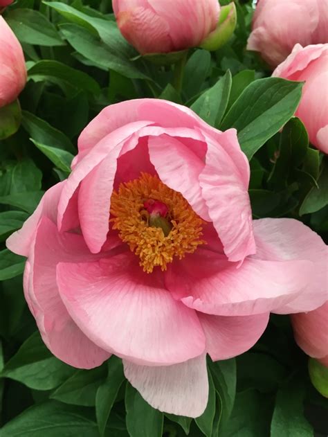 In a Vase on Monday – revisiting RHS Chelsea Flower Show. | Bramble Garden