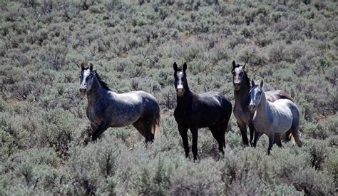 Nature Notes: Wild Horse History in Nevada, Part 1