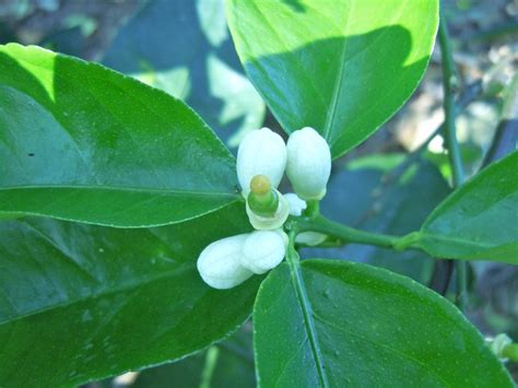 persian lime flower | Lime, Plants, Flowers