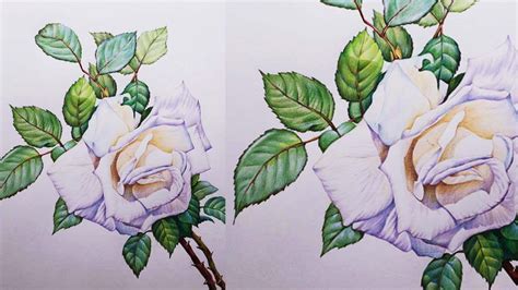 White Rose Drawing in Color Pencils | How to Draw a Rose | Flower Drawing - YouTube