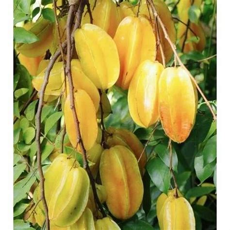 Star Fruit Star Sugar Fruit Plant at Rs 150/bag in Pune | ID: 17751654430