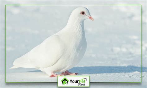 Albino Pigeon | Breed Guide | Apperance and Worth | Your Pet Planet