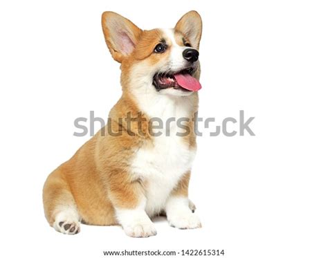 Funny Welsh Corgi Puppy Sits Looks Stock Photo 1422615314 | Shutterstock