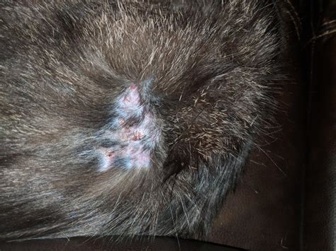 Our 3 year old cat has develooed this bald spot with scabs on them and it doesn't seem to get ...