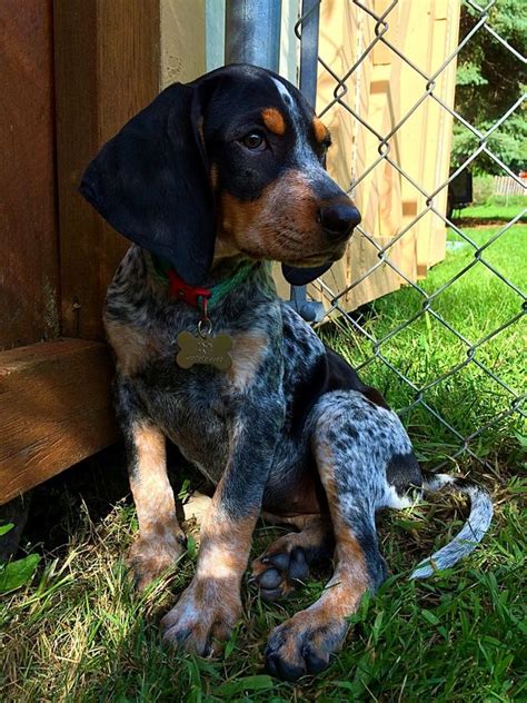 blue tick hound for sale georgia - Tommye Mcbee