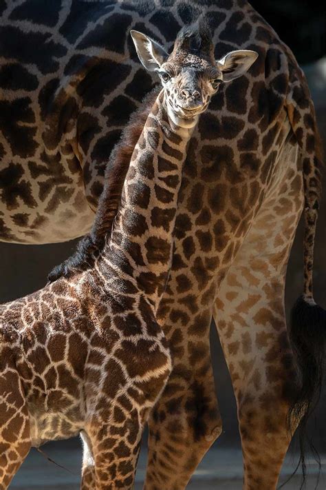 Los Angeles Zoo Welcomes Its Tallest Giraffe Calf Ever