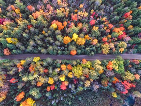 Autumn Path Of Forest Drone View, HD Nature, 4k Wallpapers, Images, Backgrounds, Photos and Pictures