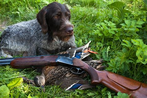 Gun Dog Hall of Fame: The 20 Best Hunting Breeds to Hit the Field ⋆ Outdoor Enthusiast Lifestyle ...