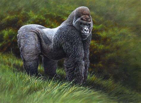 Silverback Gorilla Painting by Alan M Hunt - Pixels