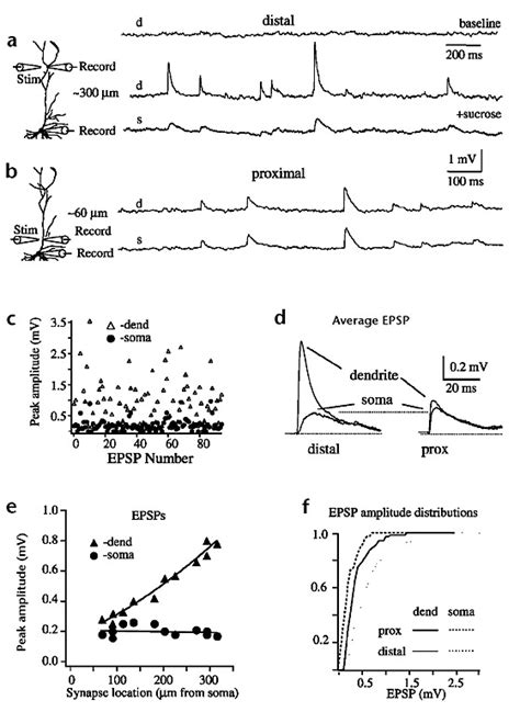 Synaptically evoked EPSP amplitude at the soma is independent of... | Download Scientific Diagram