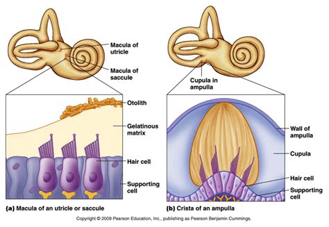 Maculae within the Utricle and Saccule - Google Search | Head anatomy, Anatomy reference, Life ...