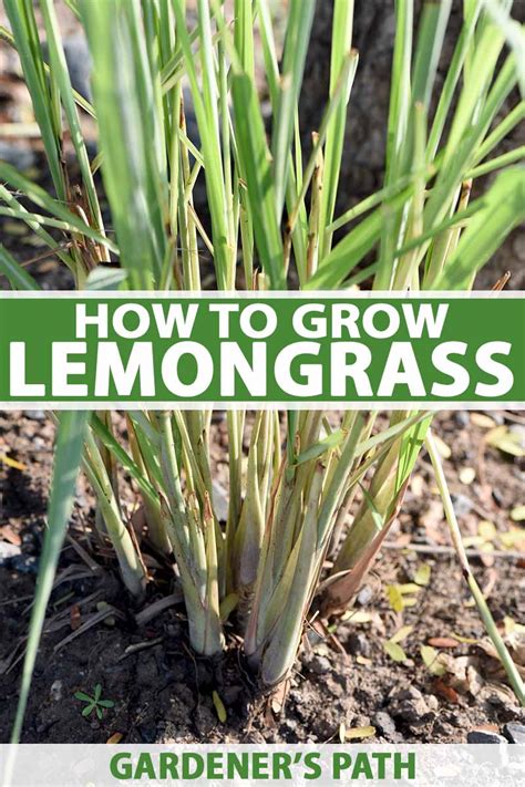 How to Plant and Grow Lemongrass | Gardener’s Path