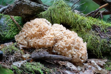 Cauliflower Mushrooms: Identification, Foraging, and Cooking - Mushroom Appreciation