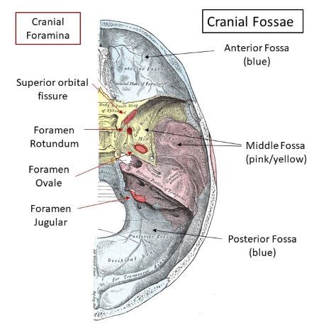 What passes through the foramen rotundum? | Homework.Study.com