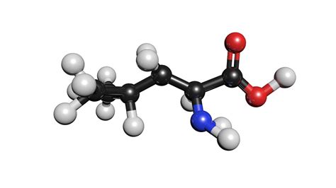 C6h13no2 molecule leucine 3D model - TurboSquid 1424856