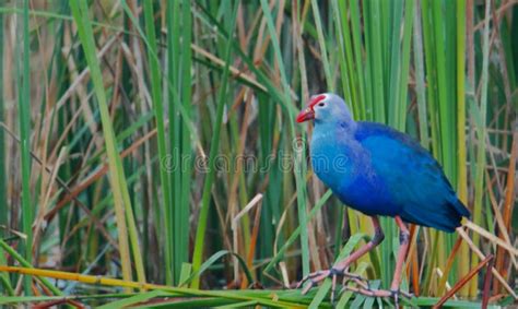 Purple Swamphen Bird Natural Nature Wallpaper India Stock Photo - Image of bird, grass: 236186508