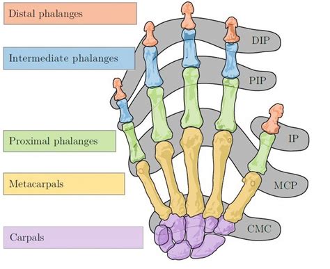 Bones and joints of the human hand, DIP-Distal Interphalangeal joint;... | Download Scientific ...