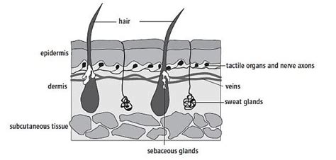 Www.sense Of Touch Diagram