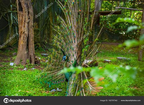 Peacock. Close up of peacock showing its beautiful feathers. Beautiful peacock. male peacock ...