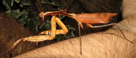 Giant Dead Leaf Mantis Facts, Identification and Pictures