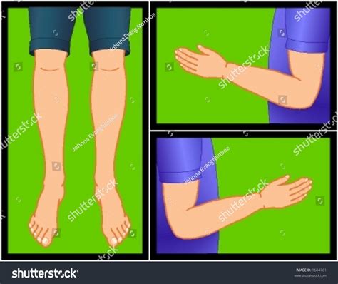 Scalable Human Limbs Medical Scientific Illustrations Stock Vector 1604761 - Shutterstock