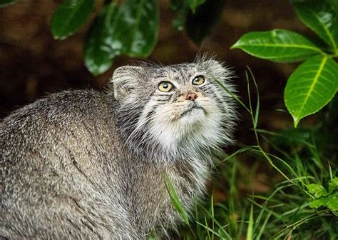 Pallas Cat Behavior - AnimalBehaviorCorner