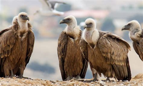 An Endangered Baby Vulture and Its Unlikely Savior - American Technion Society