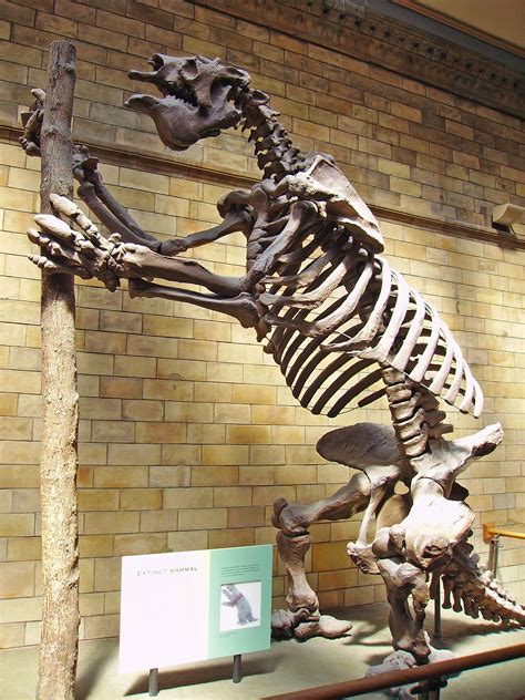 File:Megatherium americanum Skeleton NHM.JPG - Wikipedia