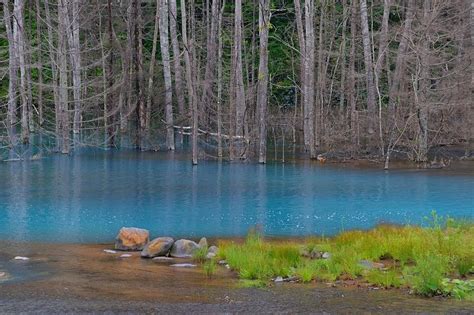 Blue Pond in Hokkaido, Japan | Amusing Planet