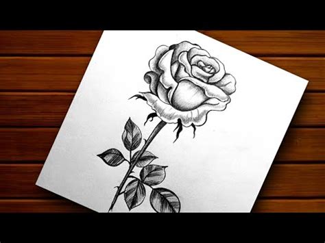 Pencil Drawing Rose Flowers | Best Flower Site