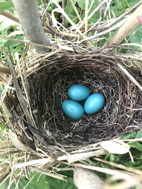 Maryland Biodiversity Project - Gray Catbird (Dumetella carolinensis)