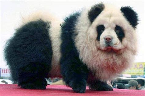 Panda Chow Chow dogs! I like. | Animals | Pinterest