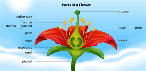 Partes de una flor 430769 Vector en Vecteezy