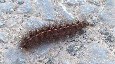 White ermine moth caterpillar, Tromora Castle, August 2020. | Moth ...