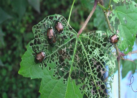 Japanese Beetle Spray Recipe