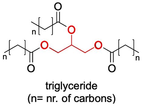 Triglyceride Structure Diagram