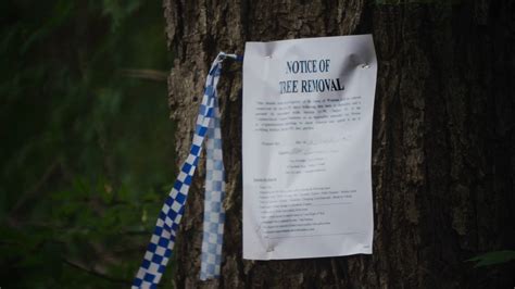 A Notice Tree Removal Sign & Ribbon Is Stock Footage SBV-337990902 - Storyblocks