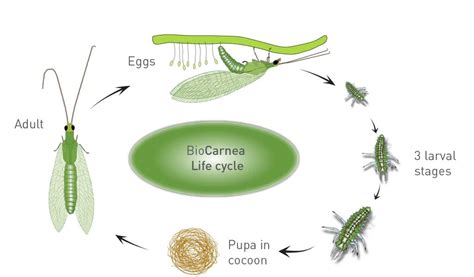 Green lacewings occur in field and tree crops, gardens and landscapes ...