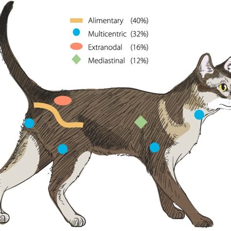 Distribution of lymphoma by anatomical location and age of cats. | Download Scientific Diagram