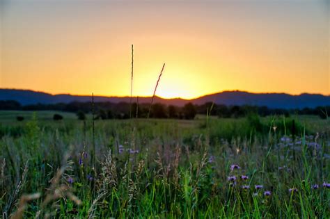 Grass Field at Sunset in Summer · Free Stock Photo