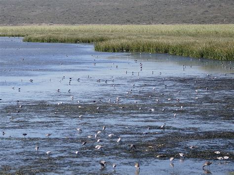 Langebaan Lagoon birdwatching | Wildlife Insight