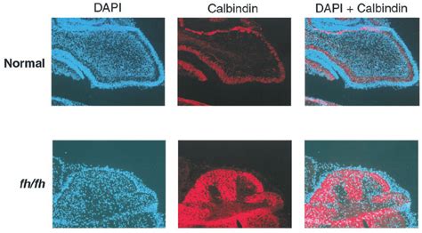 Calbindin immunostaining reveals that fh/fh cerebellum contains mostly ...