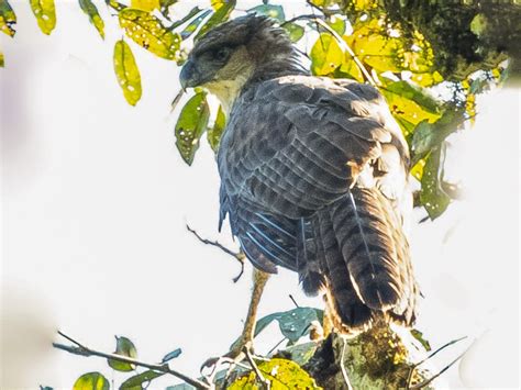 New Guinea Eagle - eBird