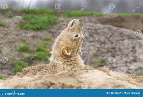 Polar bear looking up stock image. Image of funny, furry - 136936307