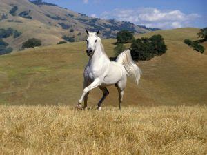 Caballos andaluces