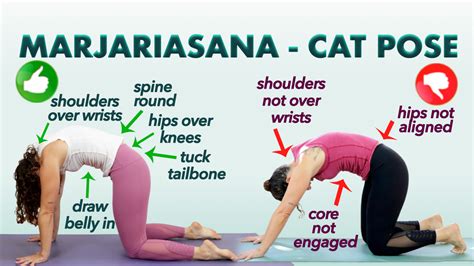 Cat Pose In Yoga – Marjariasana - Jivayogalive