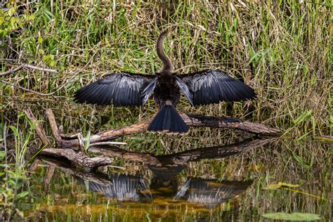 Birds of the Everglades | Matthew Paulson Photography