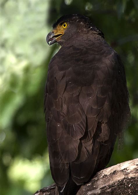 Crested Serpent Eagle #BirdsofPrey #BirdofPrey #Bird of Prey # ...