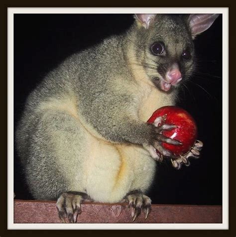 Funny Marsupials - Marsupialia picture gallery | DAILY NEWS