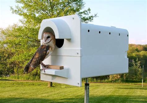 Unique Barn Owl Nesting Box Plans | Barn owl, Owl box, Owl nesting